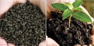 Global-Biofertilizers-Market