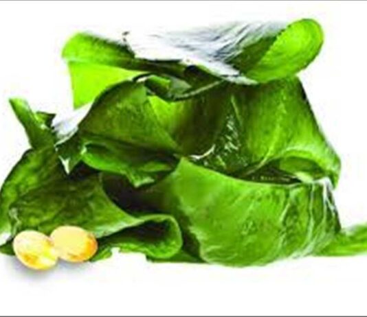 Global DHA from Algae Market