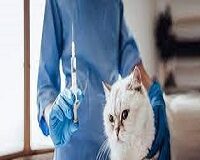 Global Companion Animal Diagnostic Market